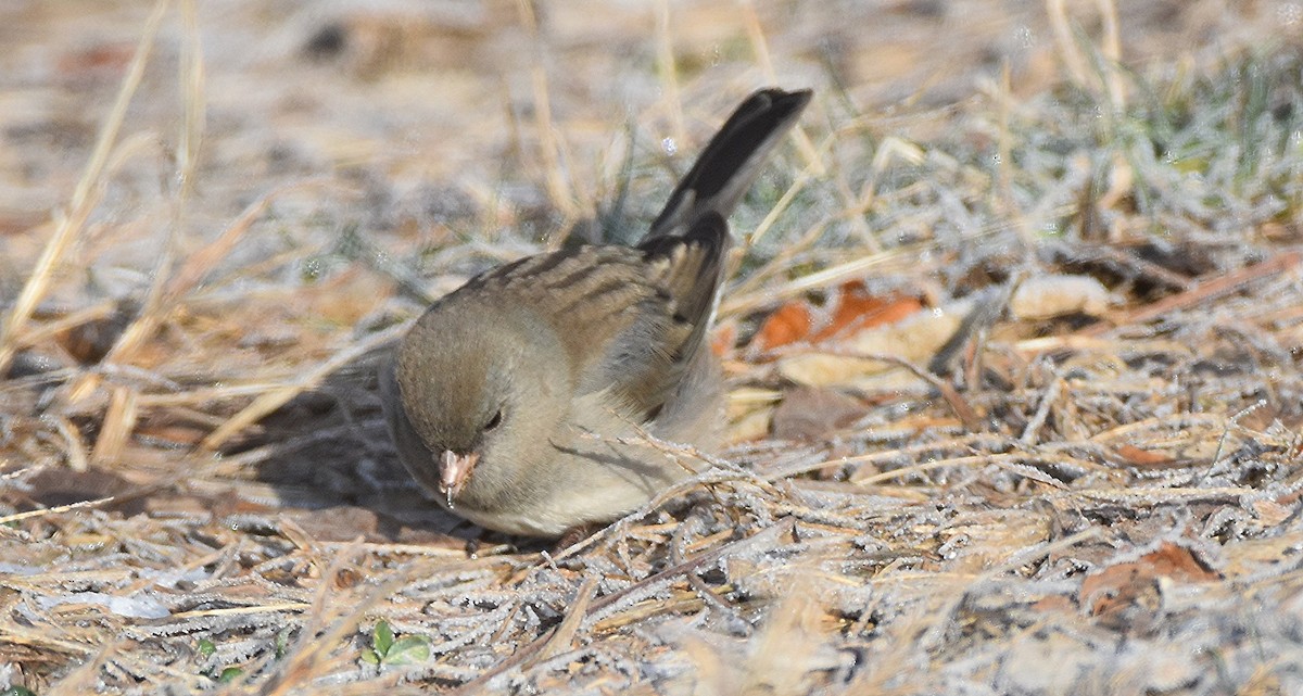Dark-eyed Junco - ML646429866