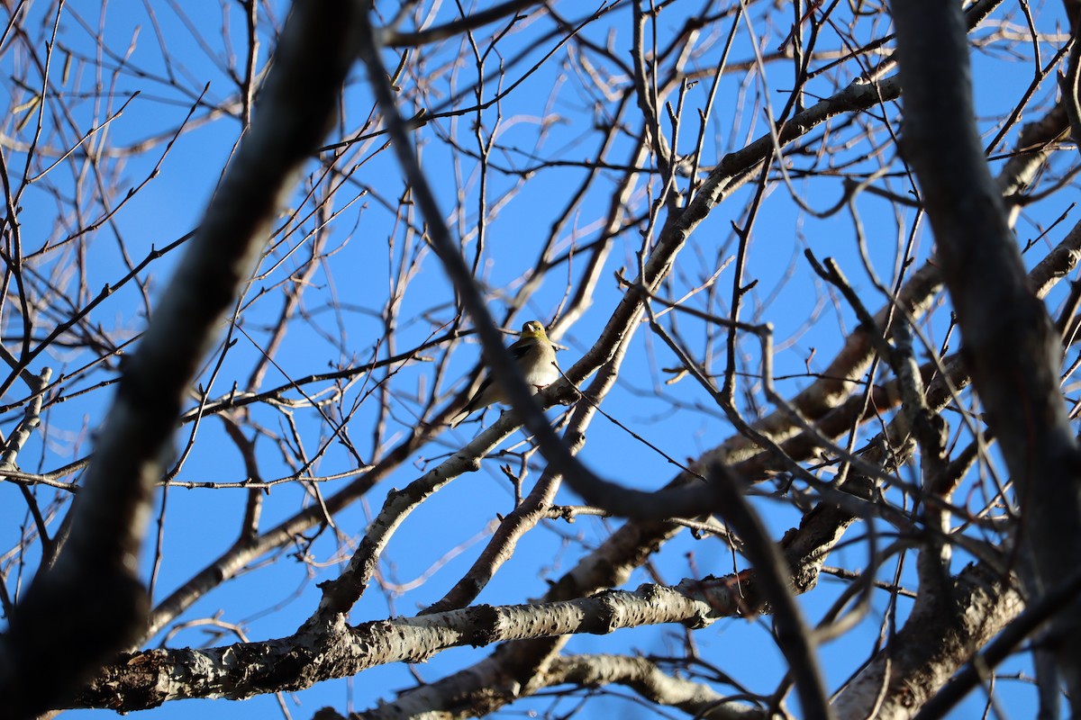 Altın İskete - ML646429867