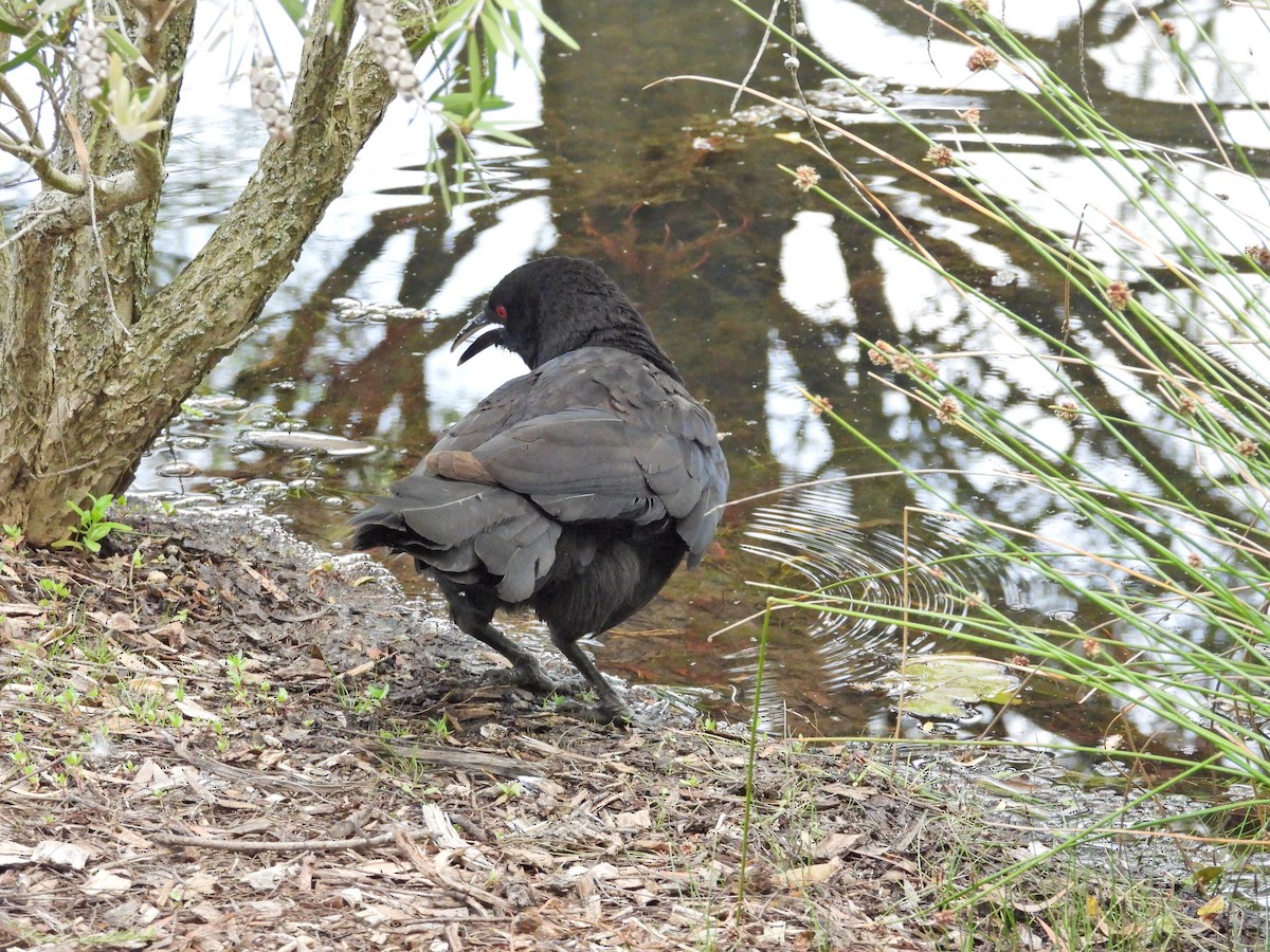 Corbicrave leucoptère - ML646429869