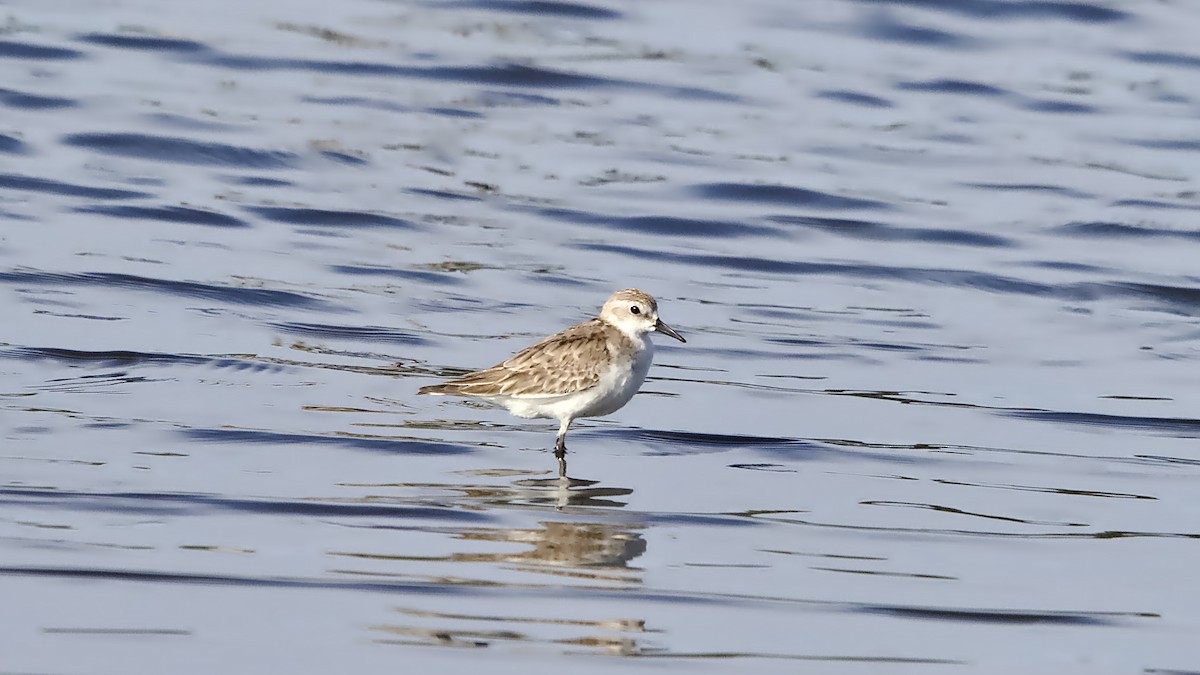 Red-necked Stint - ML646429870