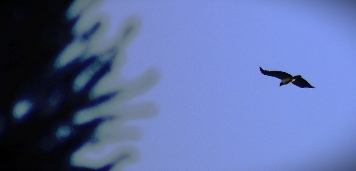 King Vulture - ML646429871