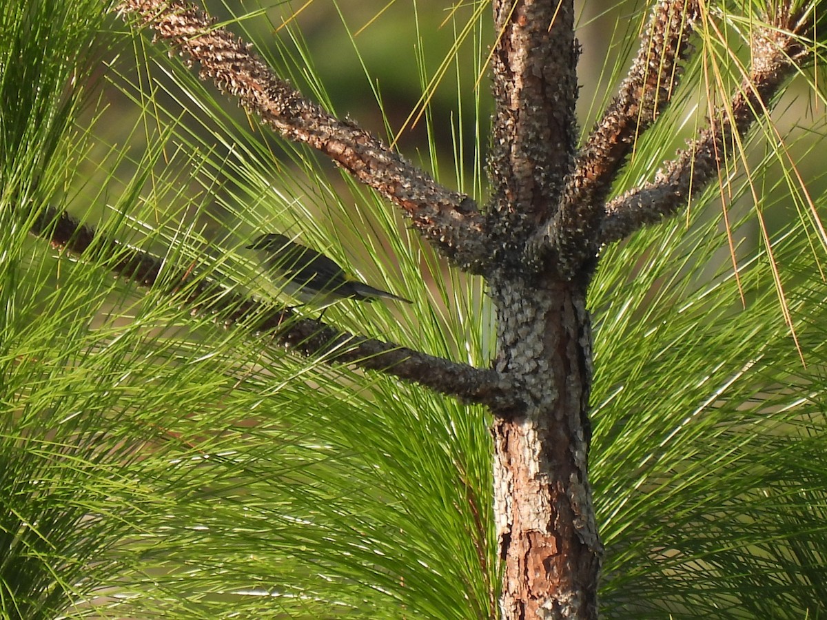 Yellow-rumped Warbler - ML646429872
