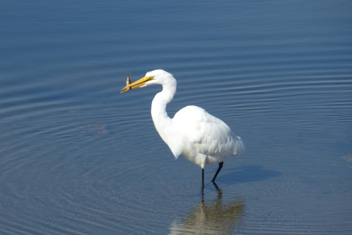 Great Egret - ML646429874