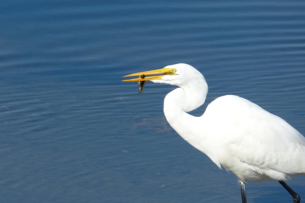Great Egret - ML646429875
