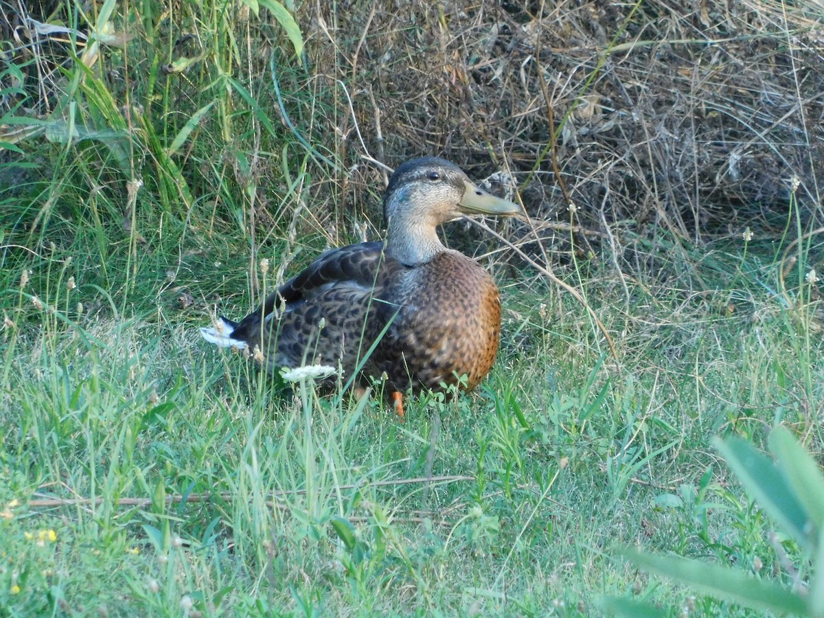 Mallard - ML646429878