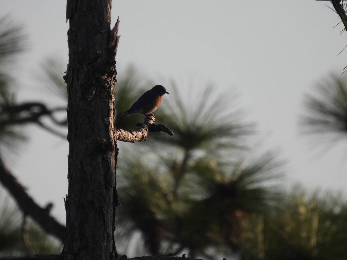 Блакитник східний - ML646429880