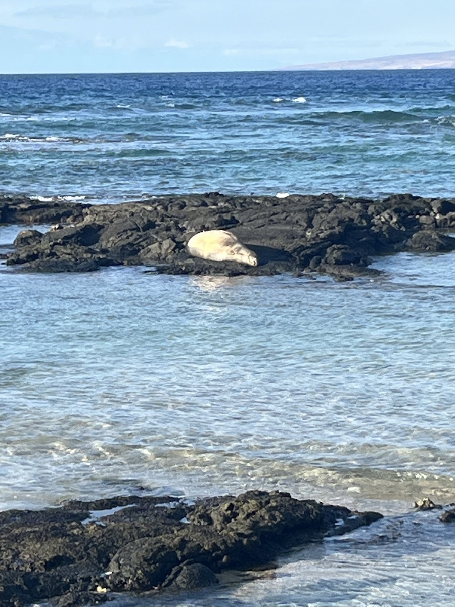 Hawaiian Monk Seal - ML646429881