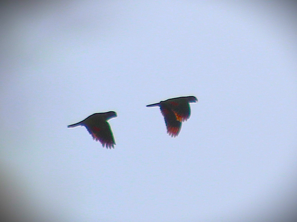 Vinaceous-breasted Amazon - ML646429882