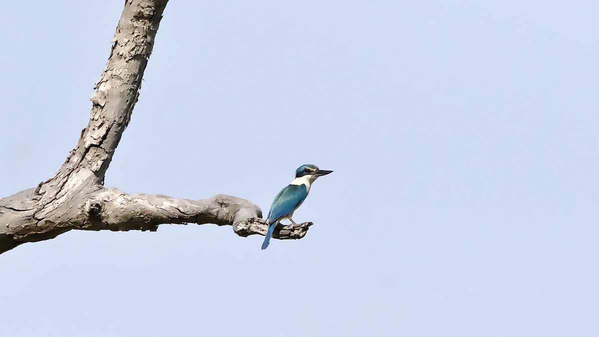 Sacred Kingfisher - ML646429884