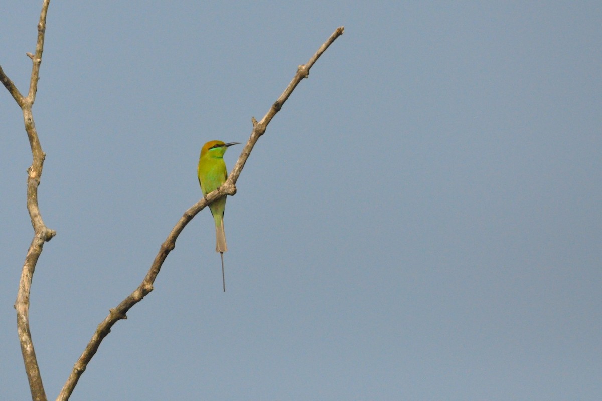 Guêpier d'Orient - ML646429886