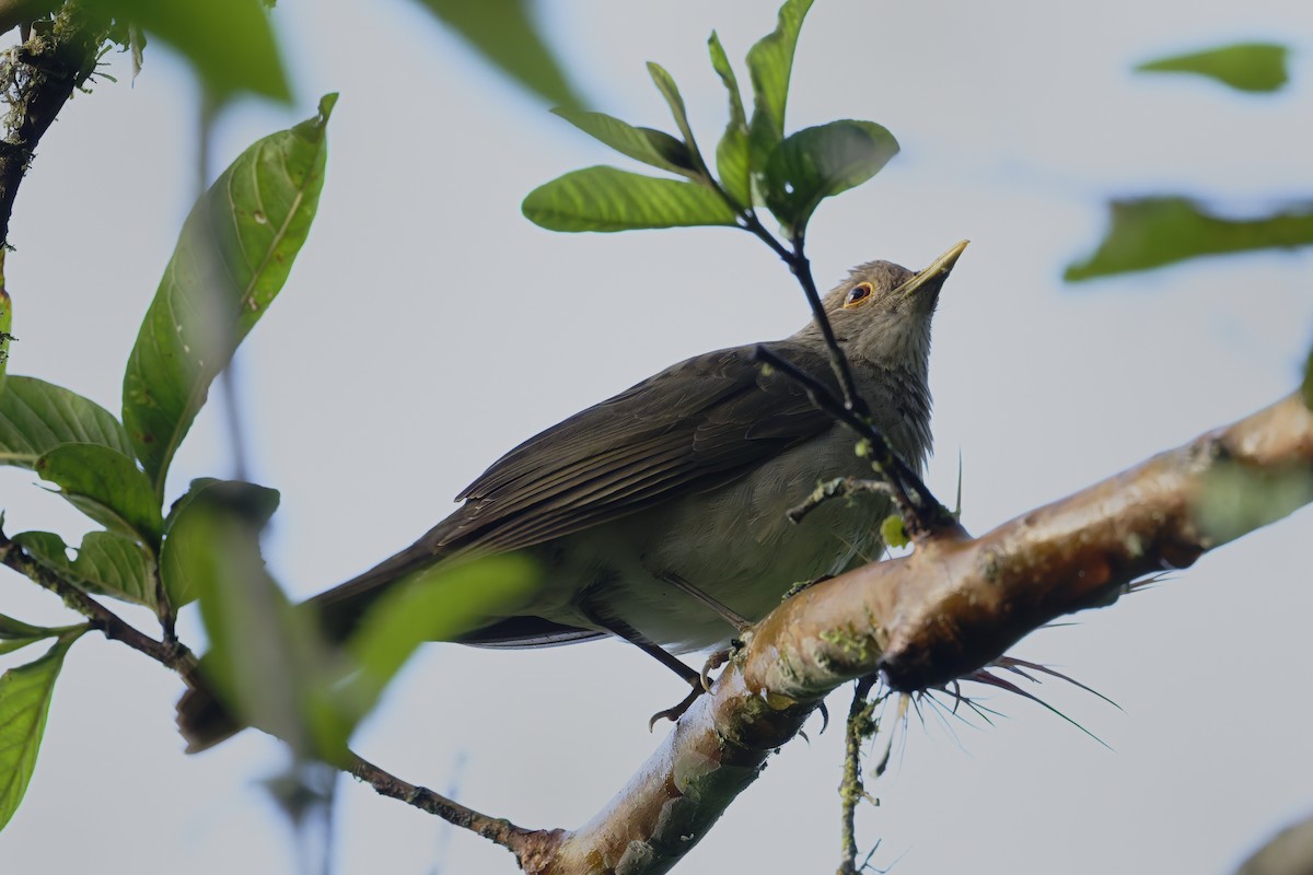 Merle d'Équateur - ML646429887
