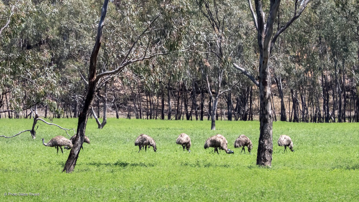Émeu d'Australie - ML646429888