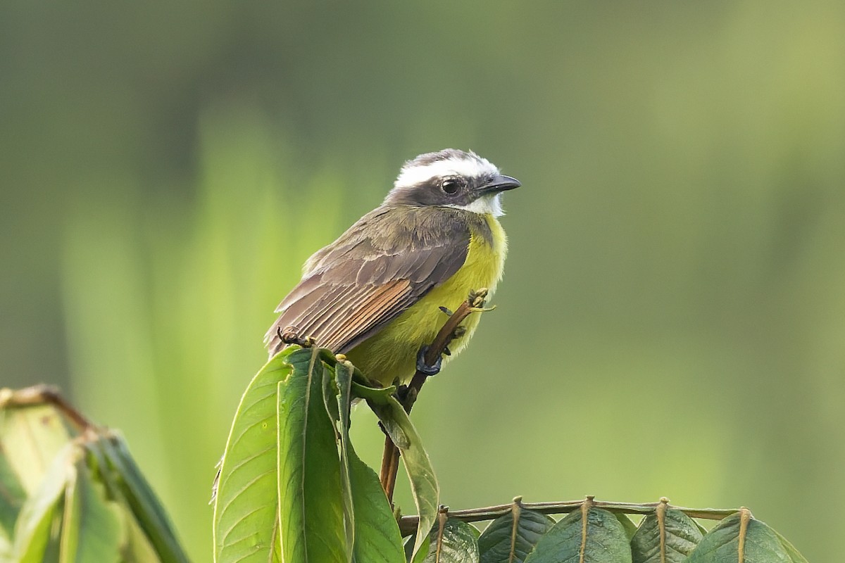 Tyran de Cayenne - ML646429890