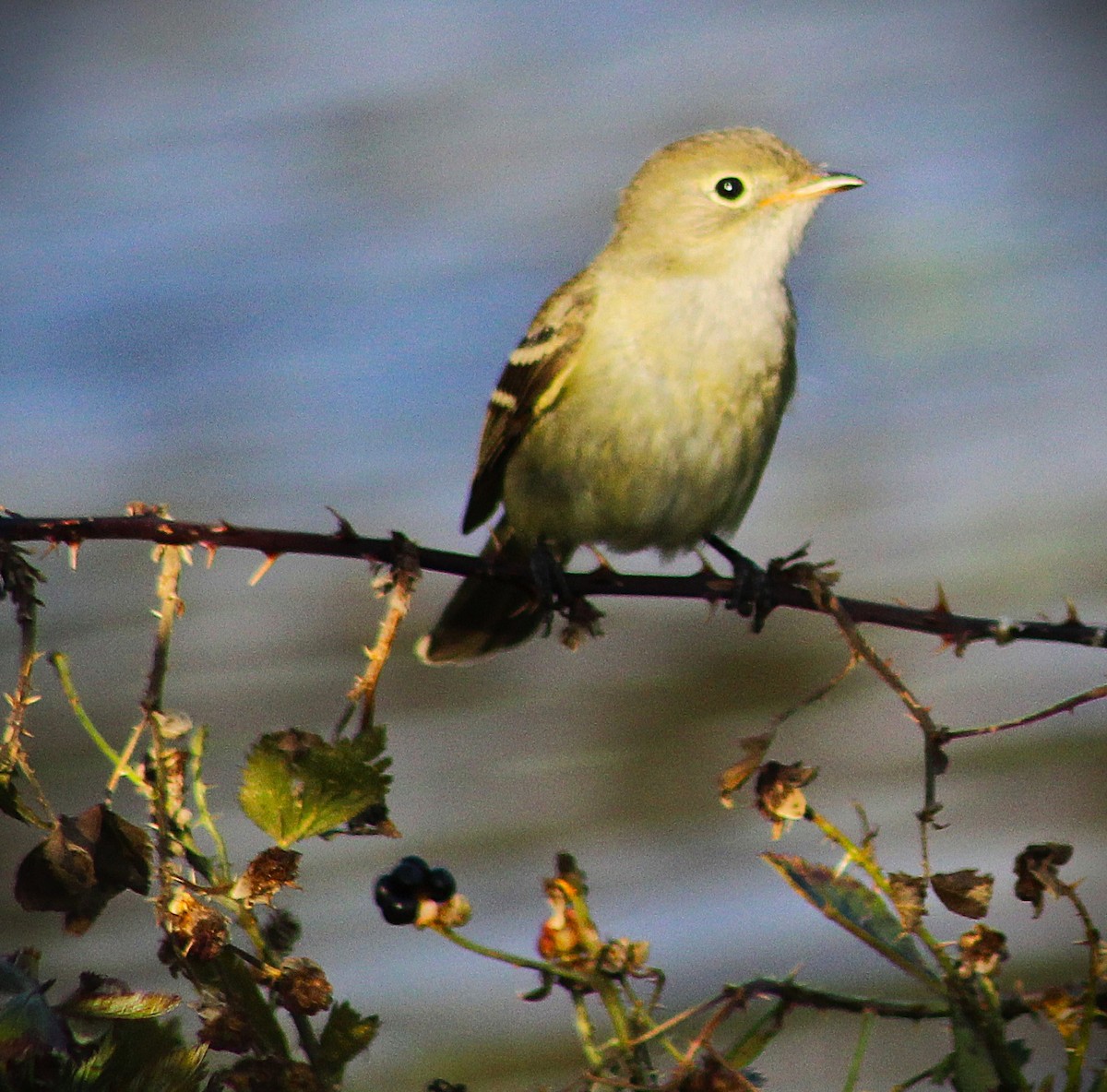 Élénie à bec court - ML646429891