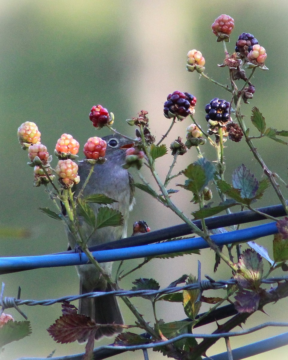 Élénie à bec court - ML646429892