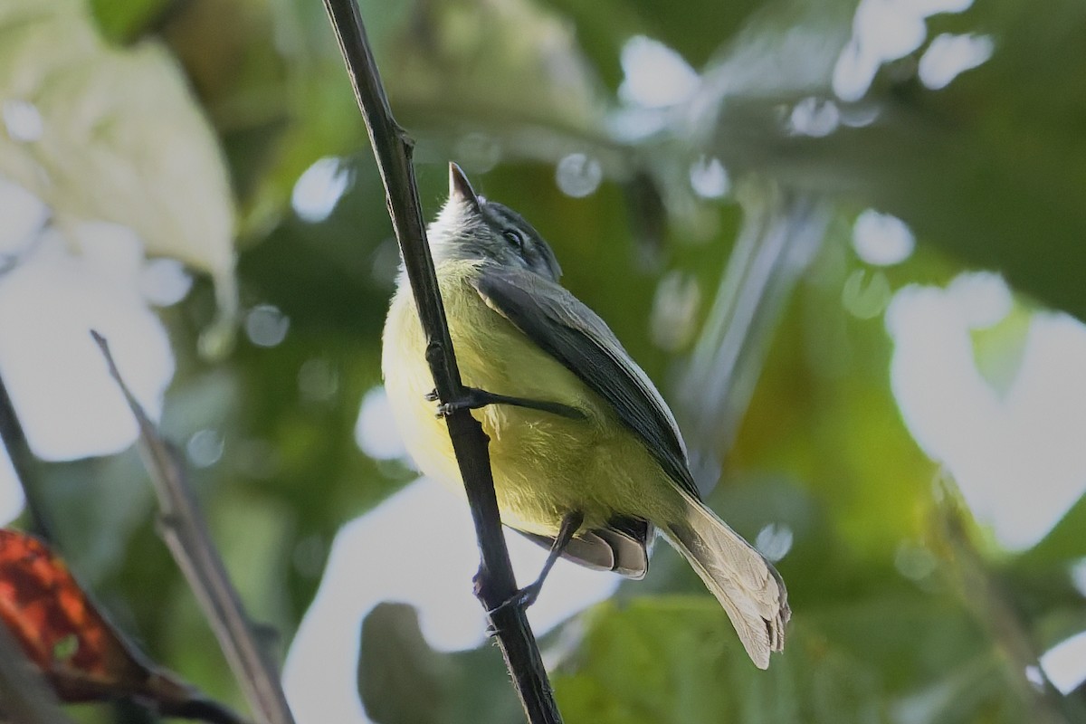 Tyranneau nain - ML646429894