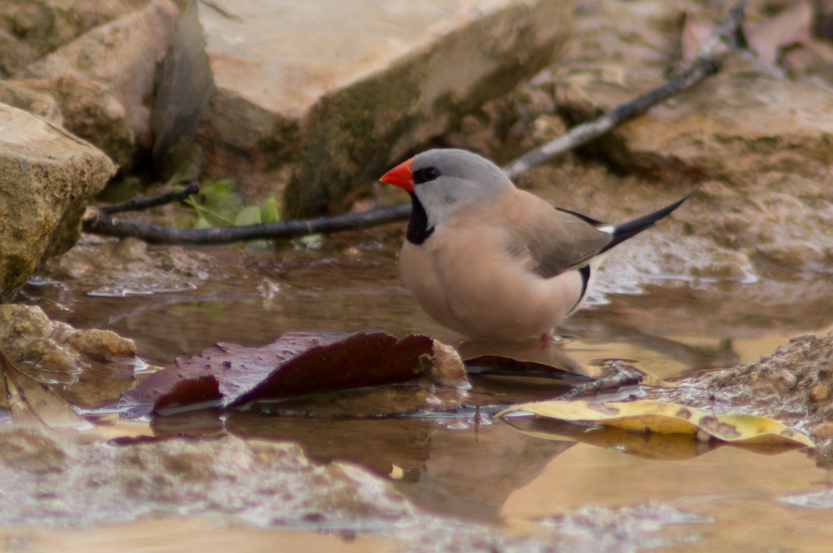 Diamant à longue queue - ML646429895