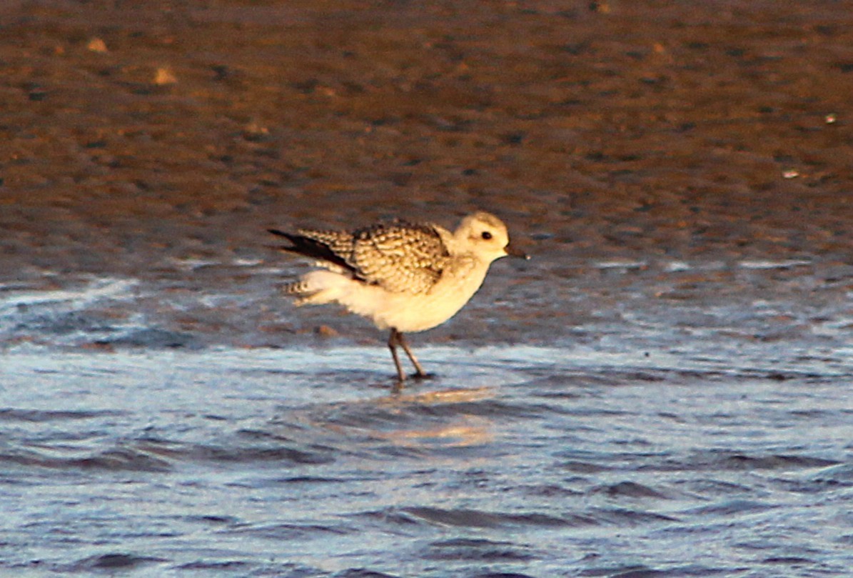 Pluvier argenté - ML646429896