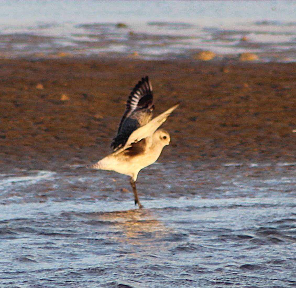 Pluvier argenté - ML646429897