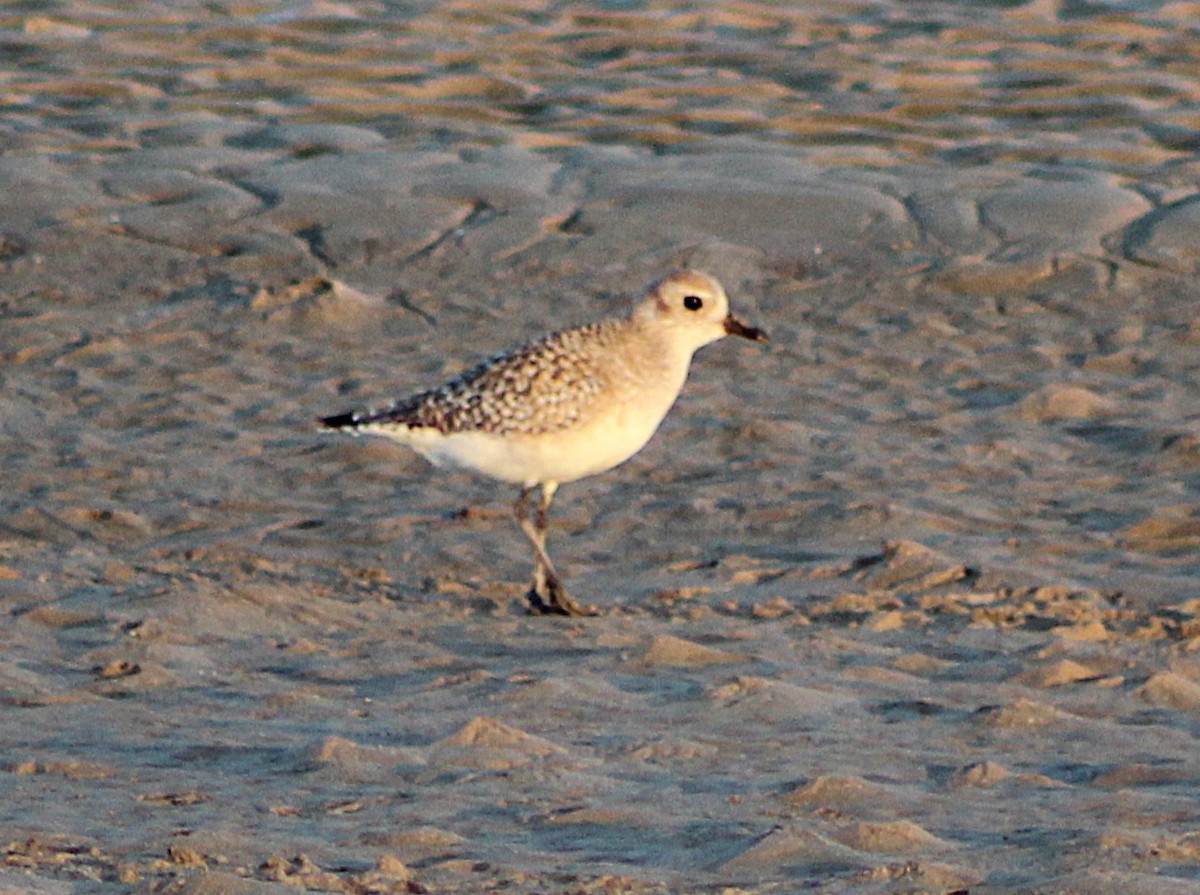 Pluvier argenté - ML646429898