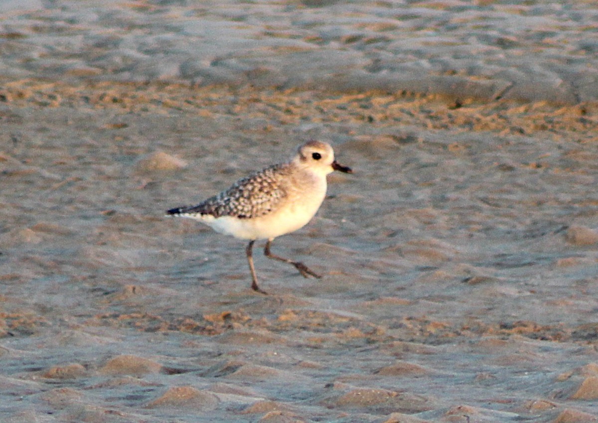 Pluvier argenté - ML646429899