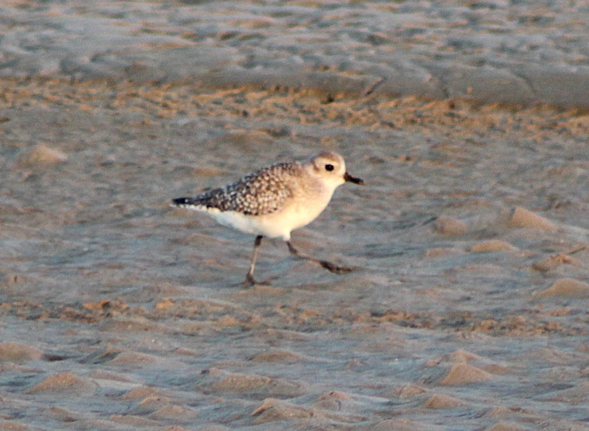 Pluvier argenté - ML646429900