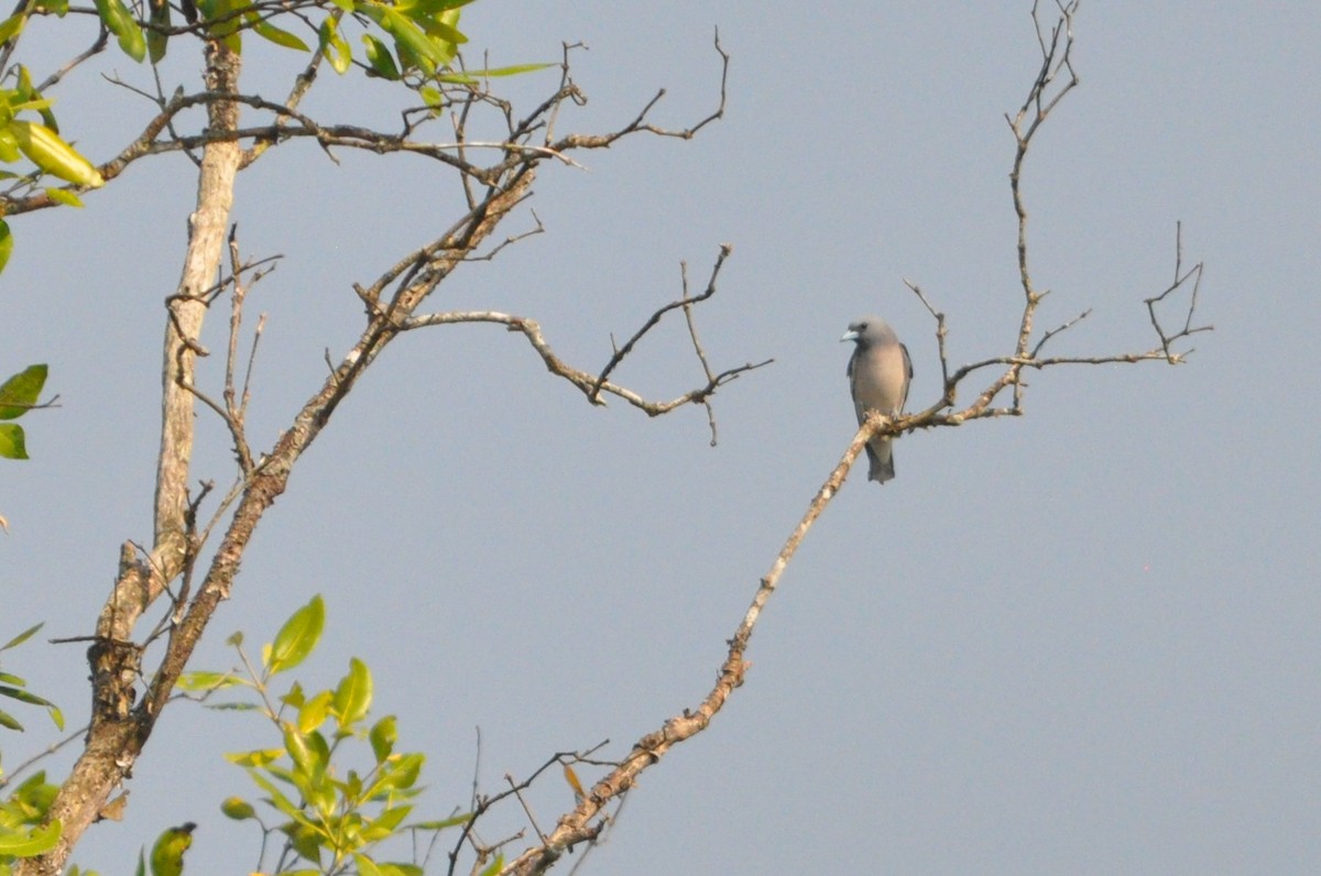 Langrayen brun - ML646429902