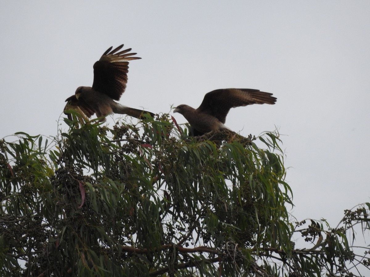 Caracara chimango - ML646429903