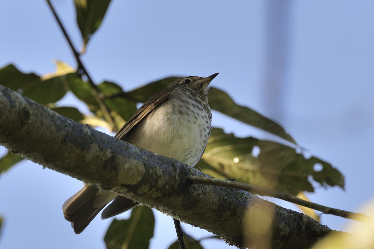 Grive à dos olive - ML646429904