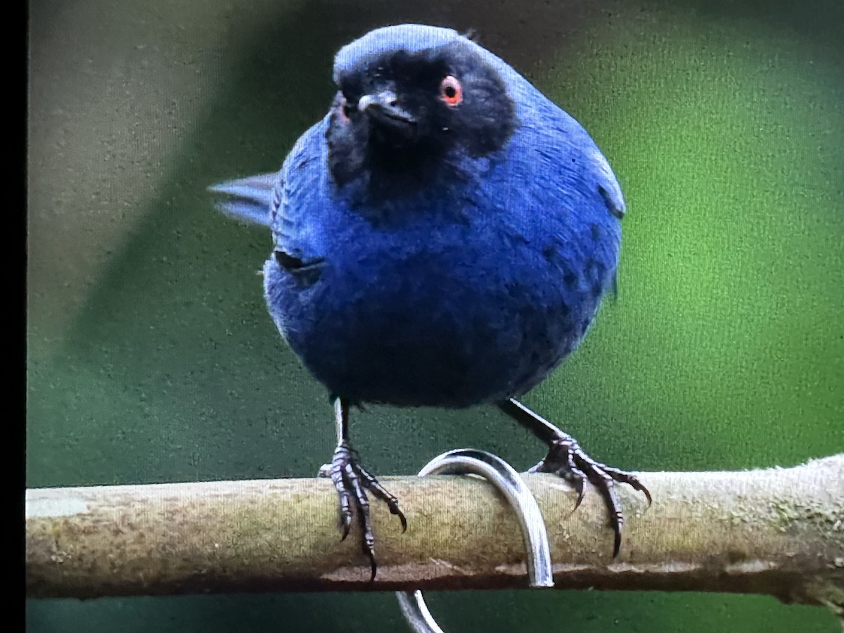 Percefleur masqué - ML646429905