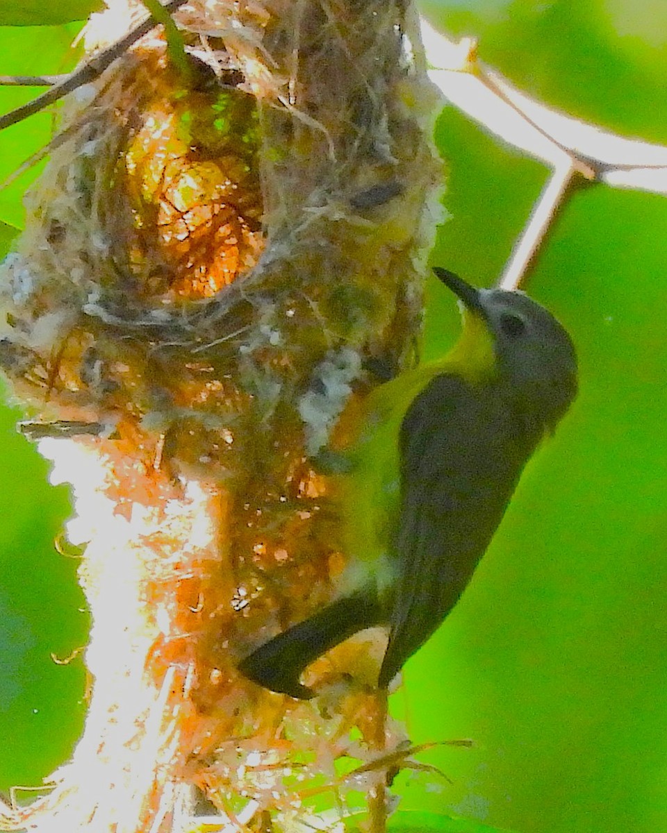 Gérygone soufrée - ML646429906