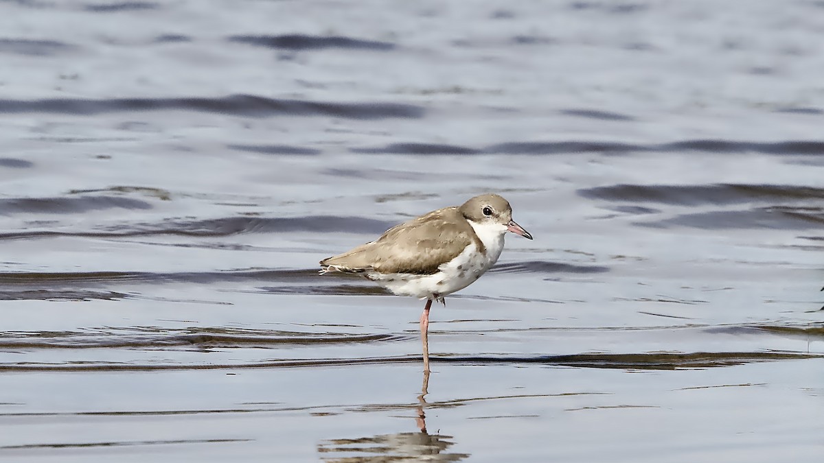 Pluvier ceinturé - ML646429907