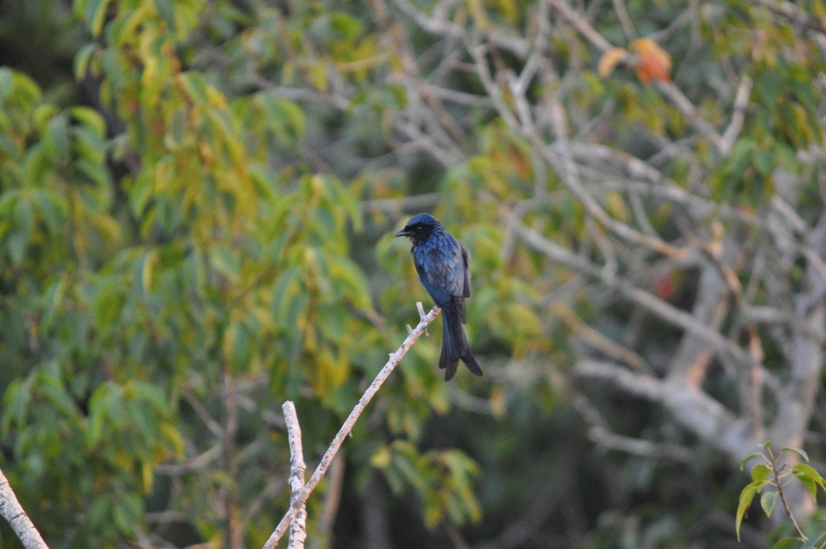 Drongo bronzé - ML646429909
