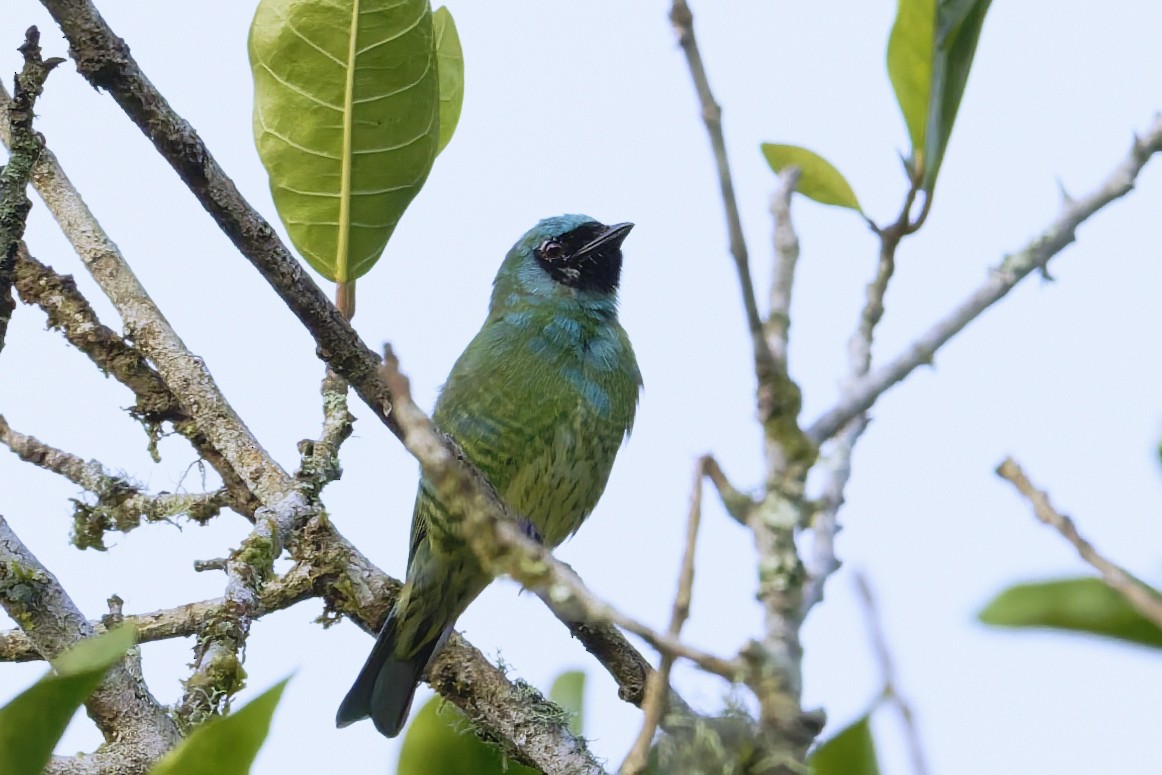 Tersine hirondelle - ML646429910