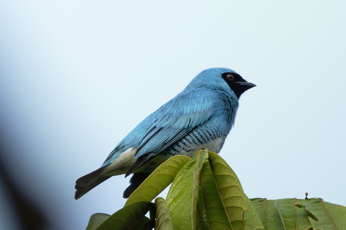 Tersine hirondelle - ML646429911