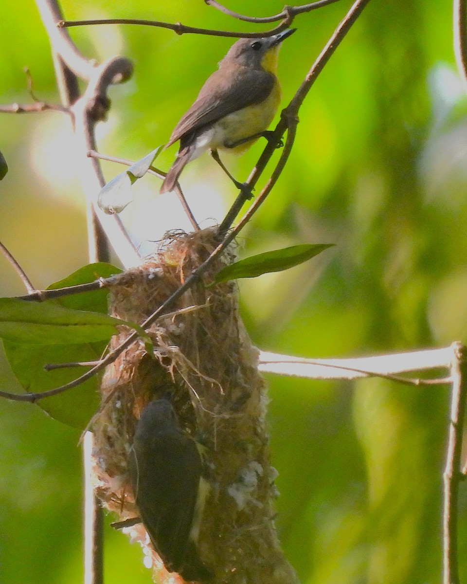 Gérygone soufrée - ML646429912