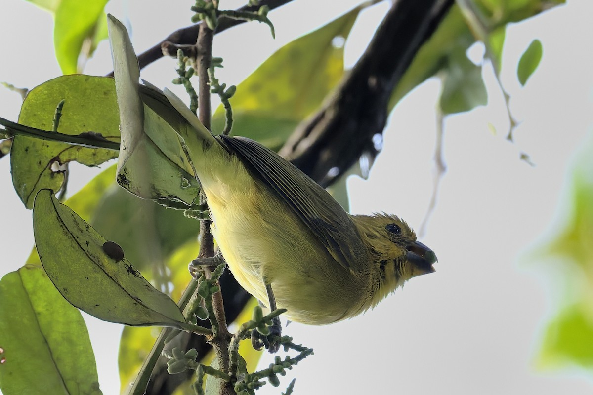 Sporophile variable - ML646429913