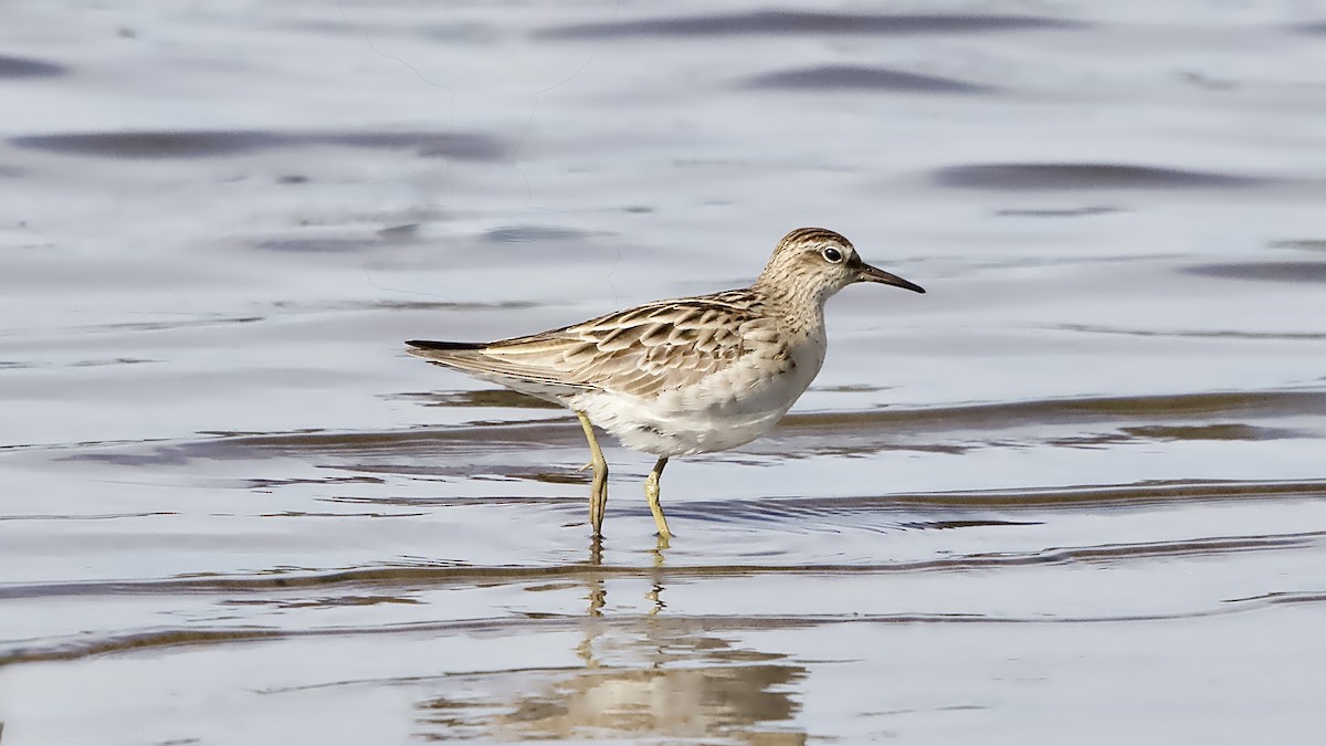 Bécasseau à queue pointue - ML646429914