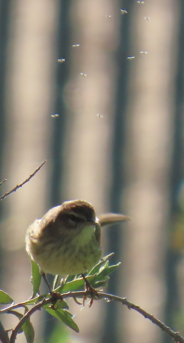 סבכון חום-כיפה - ML646429920