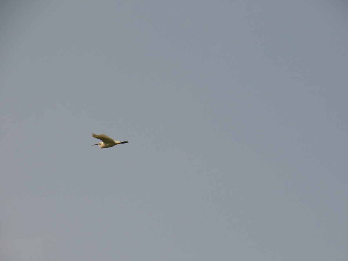 Aigrette garzette - ML646429921