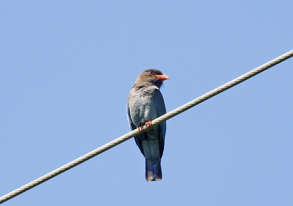 Dollarbird - ML646429922