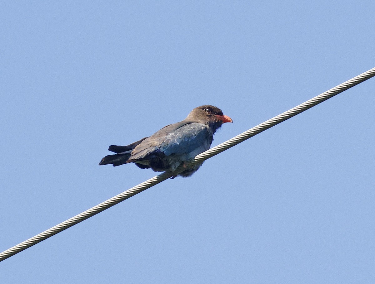 Dollarbird - ML646429923