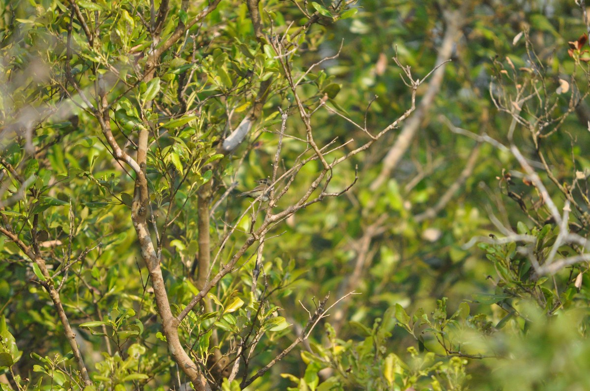Greenish Warbler - ML646429924