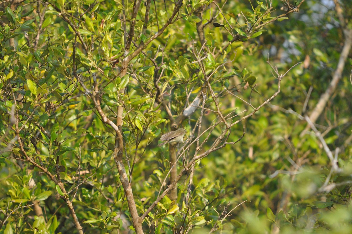 Greenish Warbler - ML646429925