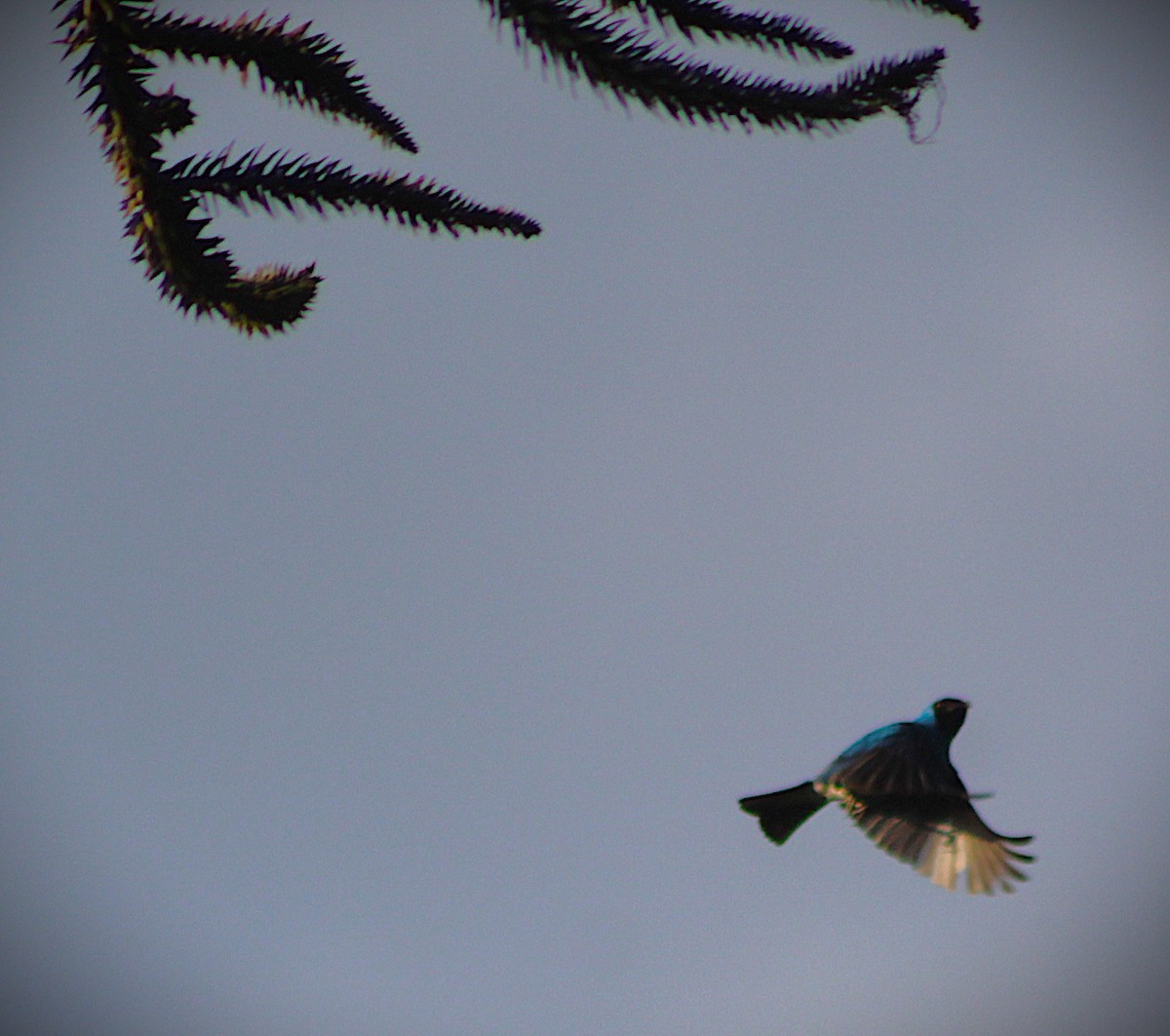 Swallow Tanager - ML646429927