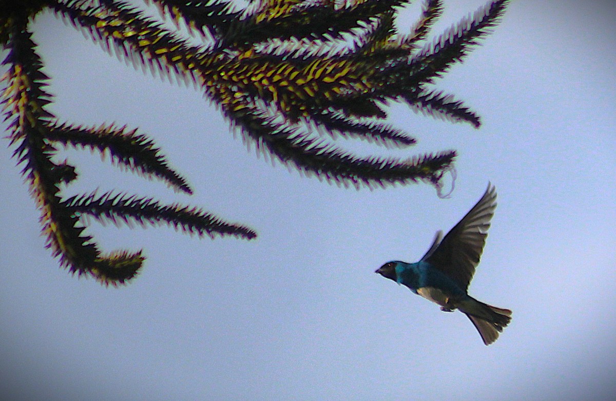 Swallow Tanager - ML646429928