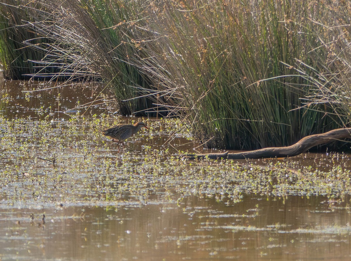 Buff-banded Rail - ML646429929