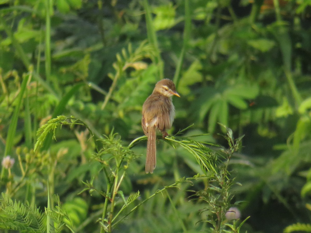 Plain Prinia - ML646429930