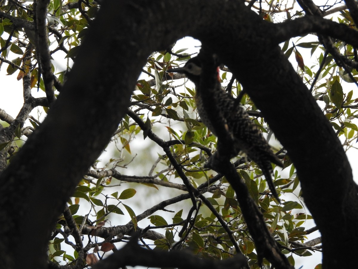 Green-barred Woodpecker - ML646429932