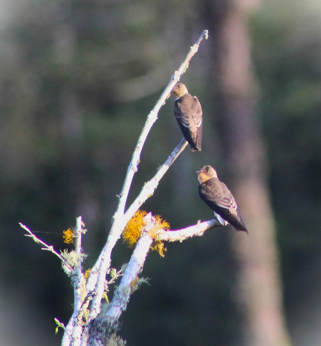 Southern Rough-winged Swallow - ML646429933